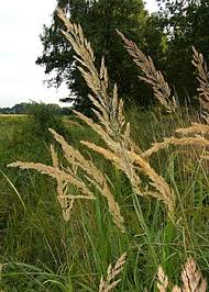 Attēlu rezultāti vaicājumam “Calamagrostis epigeios”