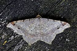 Attēlu rezultāti vaicājumam “Macaria alternata”