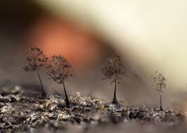 Attēlu rezultāti vaicājumam “Paradiacheopsis rigida”