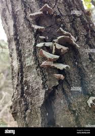 Attēlu rezultāti vaicājumam “Stereum fasciatum”