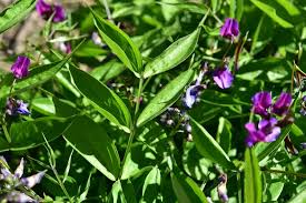 Attēlu rezultāti vaicājumam “Lathyrus vernus bud”