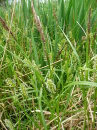 Attēlu rezultāti vaicājumam “Carex vesicaria”