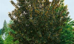 Attēlu rezultāti vaicājumam “Acer pseudoplatanus fo. purpurascens”