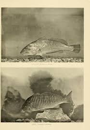Image result for Leiostomus xanthurus