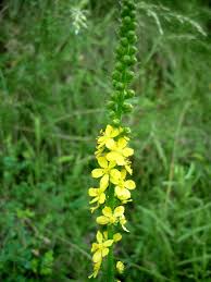 Attēlu rezultāti vaicājumam “Agrimonia eupatoria flower”