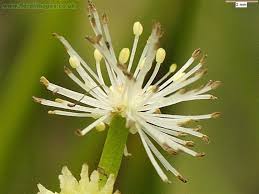 Attēlu rezultāti vaicājumam “Sparganium minimum”