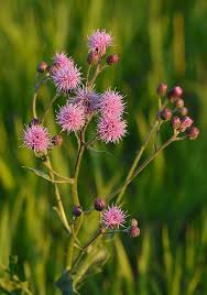 Attēlu rezultāti vaicājumam “Cirsium x rigens flower”