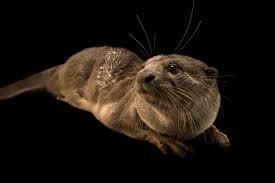 Attēlu rezultāti vaicājumam “Lutra lutra”