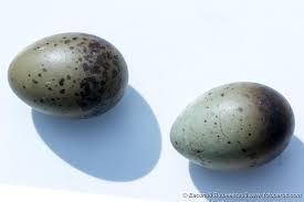 Attēlu rezultāti vaicājumam “Larus ridibundus eggs”