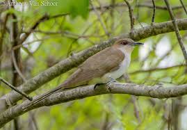 Image result for Coccyzus erythropthalmus