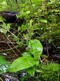 Attēlu rezultāti vaicājumam “Liparis loeselii leaf”