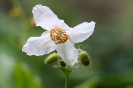 Image result for Meconopsis betonicifolia alba