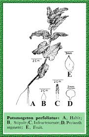 Attēlu rezultāti vaicājumam “Potamogeton perfoliatus flower”