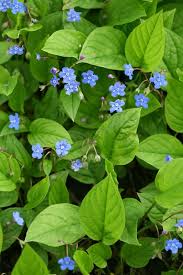 Image result for Omphalodes verna