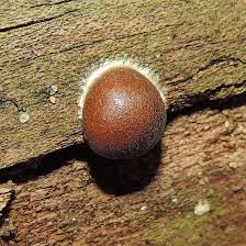 Attēlu rezultāti vaicājumam “Reticularia sp.”