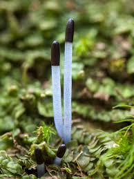 Attēlu rezultāti vaicājumam “Calypogeia azurea”