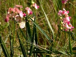 Attēlu rezultāti vaicājumam “Lathyrus sylvestris”