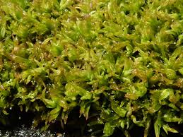 Attēlu rezultāti vaicājumam “Tortella inclinata”