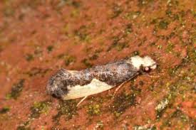 Attēlu rezultāti vaicājumam “Monopis monachella”