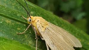 Attēlu rezultāti vaicājumam “Rusina ferruginea male”