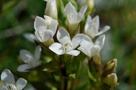 Attēlu rezultāti vaicājumam “Gentianella campestris”