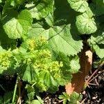 Attēlu rezultāti vaicājumam “Alchemilla subcrenata  flower”
