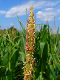 Attēlu rezultāti vaicājumam “Zea mays female flower”