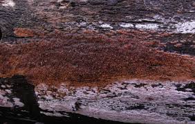 Attēlu rezultāti vaicājumam “Ceriporia purpurea”