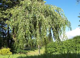 Attēlu rezultāti vaicājumam “Betula pendula Youngii”