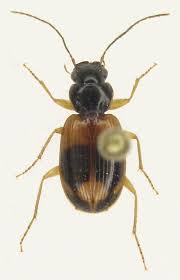 Attēlu rezultāti vaicājumam “Badister bullatus”