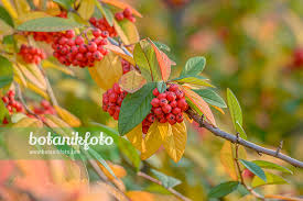 Attēlu rezultāti vaicājumam “Cotoneaster divaricatus fruit”