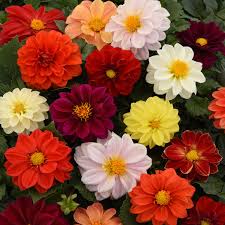 Image result for Dahlia hybrid.