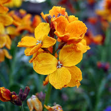 Image result for Cheiranthus cheiri