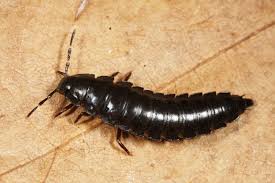 Attēlu rezultāti vaicājumam “Phosphuga atrata”