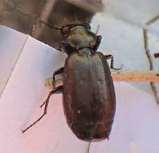 Attēlu rezultāti vaicājumam “Broscus cephalotes”