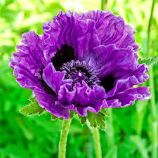Image result for Papaver orientale