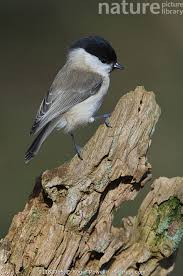 Attēlu rezultāti vaicājumam “Poecile montanus”