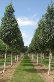 Attēlu rezultāti vaicājumam “Betula”