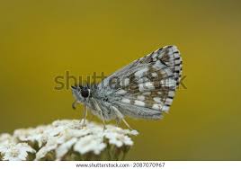 Attēlu rezultāti vaicājumam “Pyrgus serratulae”