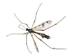 Attēlu rezultāti vaicājumam “Ptychoptera sp. female”