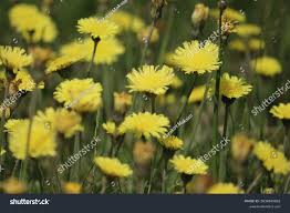 Attēlu rezultāti vaicājumam “Pilosella officinarum flower”