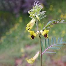 Attēlu rezultāti vaicājumam “Orchis mascula bud”