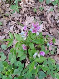 Attēlu rezultāti vaicājumam “Lathyrus vernus fruit”