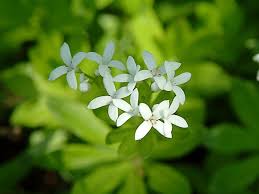 Image result for Galium odoratum