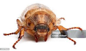 Attēlu rezultāti vaicājumam “Amphimallon solstitiale”