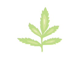 Attēlu rezultāti vaicājumam “Tagetes leaf”