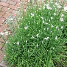 Image result for Allium tuberosum