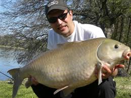 Image result for Ictiobus cyprinellus