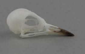 Image result for Luscinia cyane