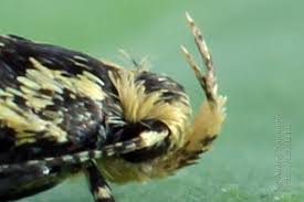 Attēlu rezultāti vaicājumam “Denisia similella”